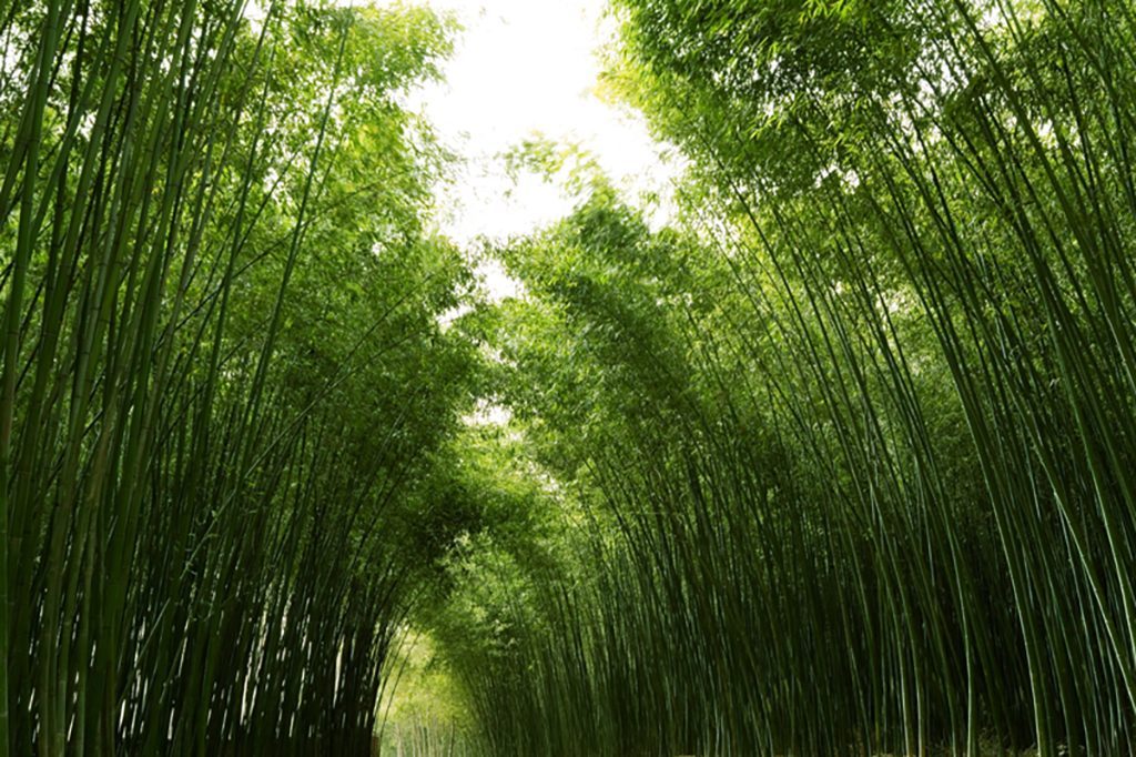 元の生態学的古代の竹の森